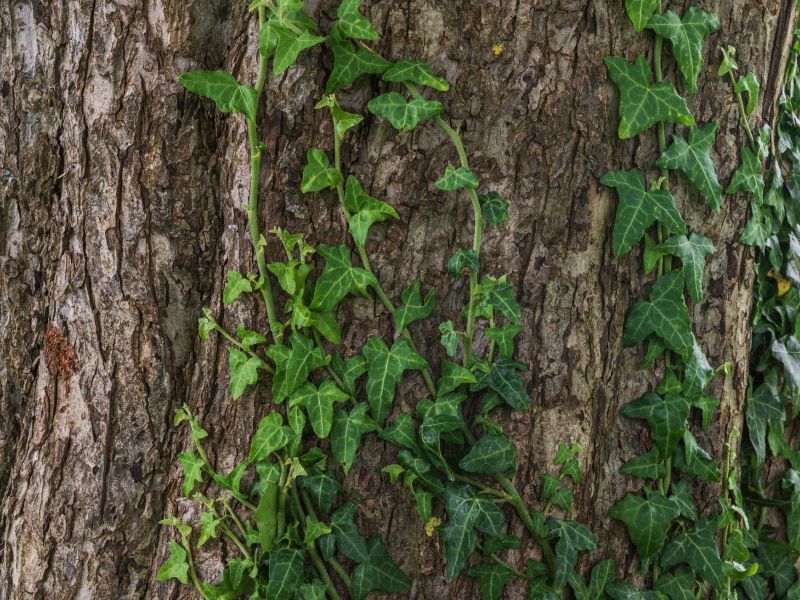 Obstbaum mit Efeu.jpg